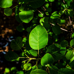 2021_05_01_Grancona_Cotinus coggygria