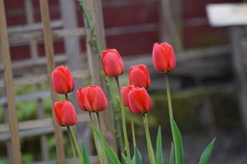 Tulipany ,kwiaty ,kwiaty tulipany ,ogród
