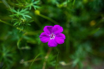 Obraz premium 2021_05_01_Grancona_Geranium sanguineum