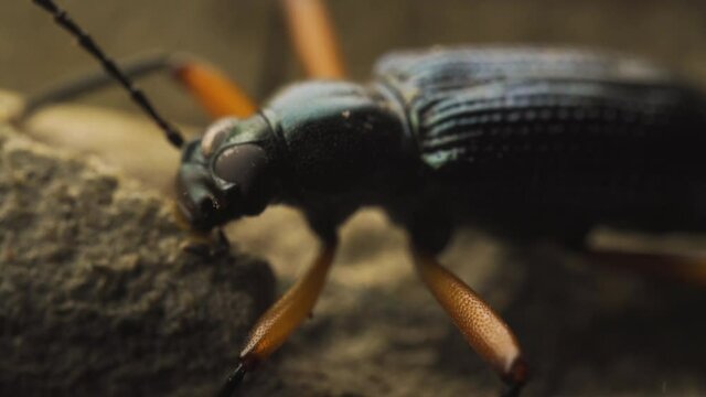 Ground beetle staying at ground in some rock. Wilderness insects and animal. Macro shot with portrait shot.  Walk away.