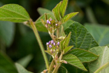 Soy flowers in sunny field. Green growing soybeans