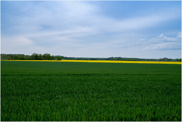 Rapseed field between green wheat and blue skies