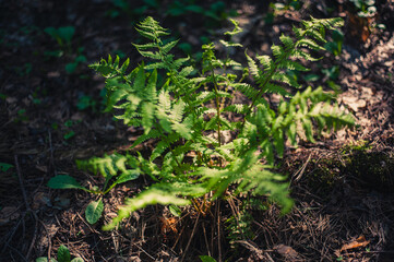 Fern bush in the forest on a sunny day. Top view