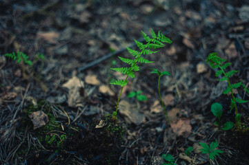 A young shoot of a fern in the forest. Copy space