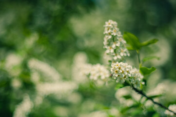 Green and white bokeh of bird cherry flowers. Copy space. Close up. Selective focus