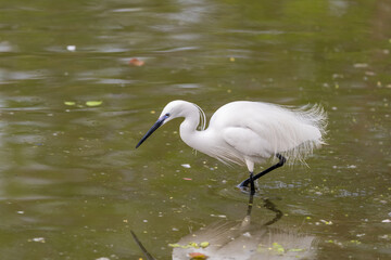 Little Egret ( Heron ) in early spring morning in Ramat Gan park. Israel.