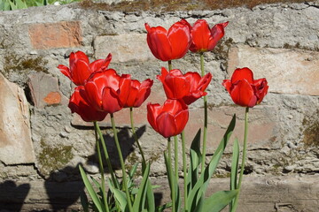 Tulipany ,kwiaty tulipany ,kwiaty w ogrodzie ,wiosenne kwiaty 
