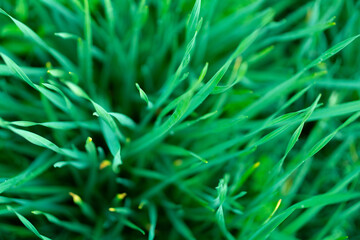 grass
