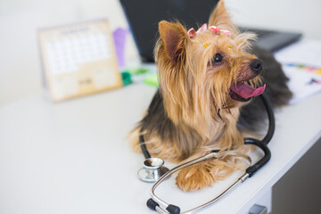 yorkshire, she is beautiful and looks like a teddy bear. Loves playing doctor
