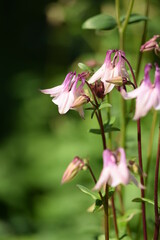 Pink aquilegia flowers in green spring garden.