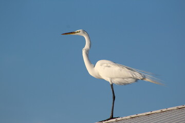 White heron bird