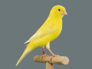 Tuinposter Yellow canary bird perched in softbox © Fezave