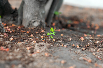 sprout in the ground