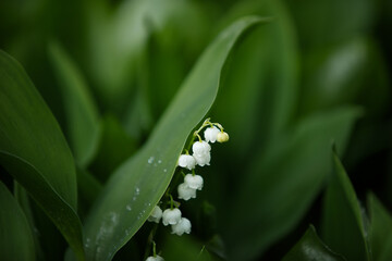 Lily of the valley in the natural green background. Best for spring illustration