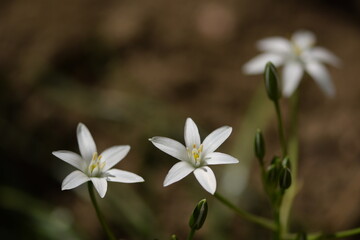 Obraz na płótnie Canvas Grass lily white flowers closeup.