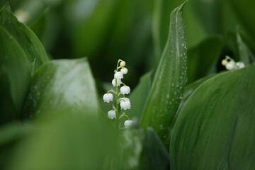 Obraz premium Lily of the valley in the natural green background. Best for spring illustration