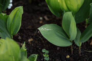 Lily of the valley in the natural green background. Best for spring illustration