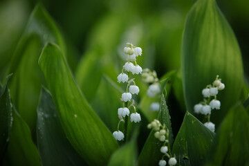 Lily of the valley in the natural green background. Best for spring illustration