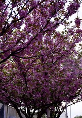 pink cherry blossoms