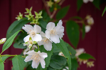 Macro Shot Of Jasmine Flower. Selective Focus. Jasmine flowers blossoming on bush, summertime photo