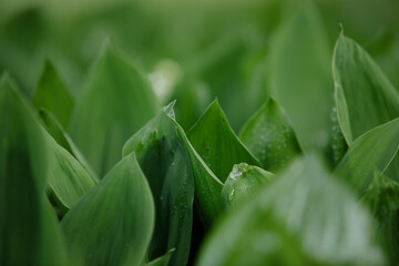 Naklejka premium Lily of the valley in the natural green background. Best for spring illustration
