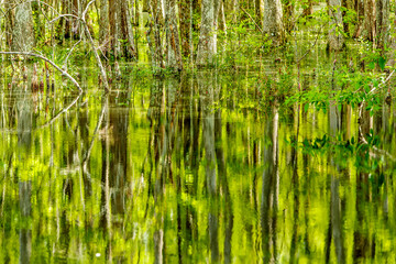 Obraz premium Louisiana Cypress Tree Swamp in the Forest and green bush