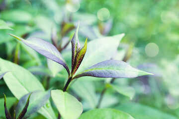 Abstract green vegetative background, close-up of a tree or bush twig, soft selective focus
