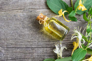 Glass bottle of honeysuckle flower essential oil with fresh flowers, lonicera caprifolium - obrazy, fototapety, plakaty