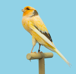 Yorkshire canary bird perched in softbox