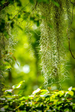 Louisiana Swamp Moss in the Bayou with nature and Water