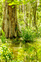 Obraz premium Louisiana Cypress Tree Swamp in the Forest and green bush