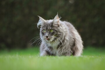Naklejka na ściany i meble Adorable Young Maine Coon Cat with Little Tongue in the Lawn. Cute Blue Tabby Longhair Cat in Green Grass.