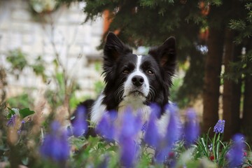 Black and White Border Collie Dog with Serious Look and Purple Muscari in the Garden during Spring.