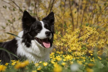 Happy Border Collie Lies Down in Yellow Spring Flowers in Park. Adorable Black and White Dog Smiles in Nature.