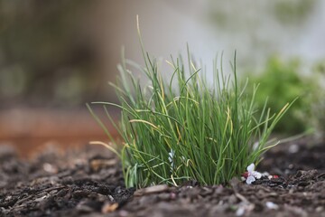 Growing Young Green Chives in the Garden. Allium Shoenosprasum in Fertile Soil.