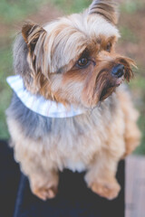 yorkshire, they are very stylish