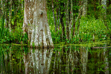 Louisiana Cypress Tree Swamp in the Forest and green bush
