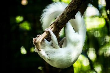 Obraz premium Albino squirrel hangs from tree