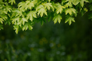 Natural background with green flora. Blurred background for entering the text with information.