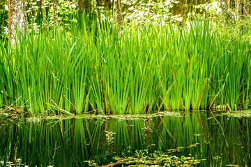 Louisiana Cypress  Swamp