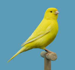 Yellow canary bird perched in softbox