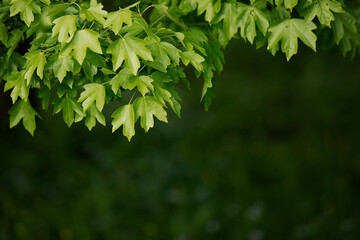 Natural background with green flora. Blurred background for entering the text with information.