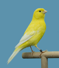 Yellow canary bird perched in softbox