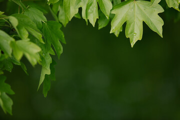 Natural background with green flora. Blurred background for entering the text with information.