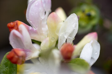 un bel gruppo di fiori primaverili in una giornata piovosa, dei bei fiori primaverili colorati, la natura ed i suoi splendidi colori