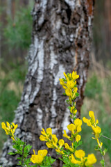 Yellow flowers in the birch forest