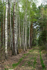 Path in the birch forest, early spring
