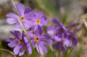 Obraz premium un bel gruppo di fiori primaverili in una giornata piovosa, dei bei fiori primaverili colorati, la natura ed i suoi splendidi colori