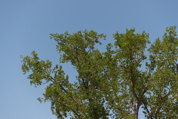 branches against blue sky