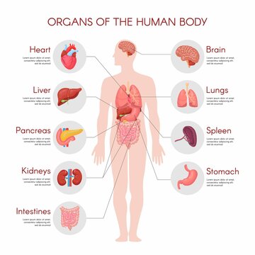 Human anatomy infographic elements with set of internal organs isolated on white background and placed in male body.